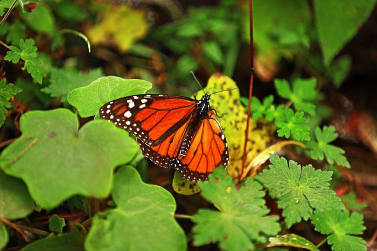 Registra Michoacán “abundante” población de mariposas