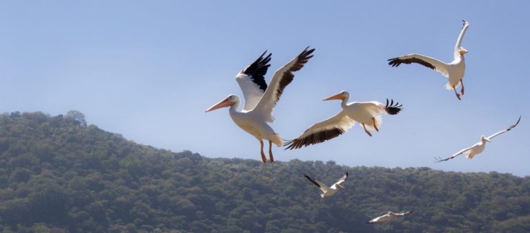 Tiene Michoacán espectáculo migratorio de aves