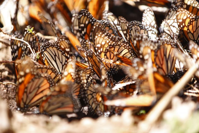 Listo Michoacán para abrir Santuarios de la Mariposa Monarca