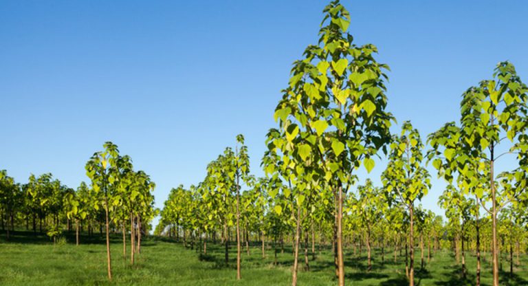 Cultivo de árboles y monitoreo tecnológico para pintar de verde el mundo