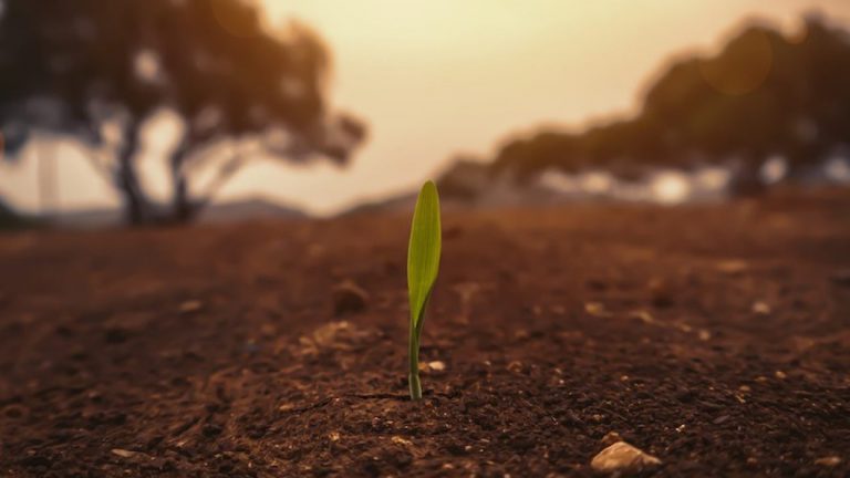 El 2020 será el año para la naturaleza y el planeta: Inger Andersen