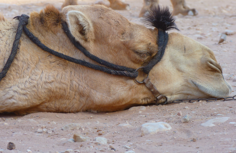 Aumenta mortalidad animal a causa del estrés por calor