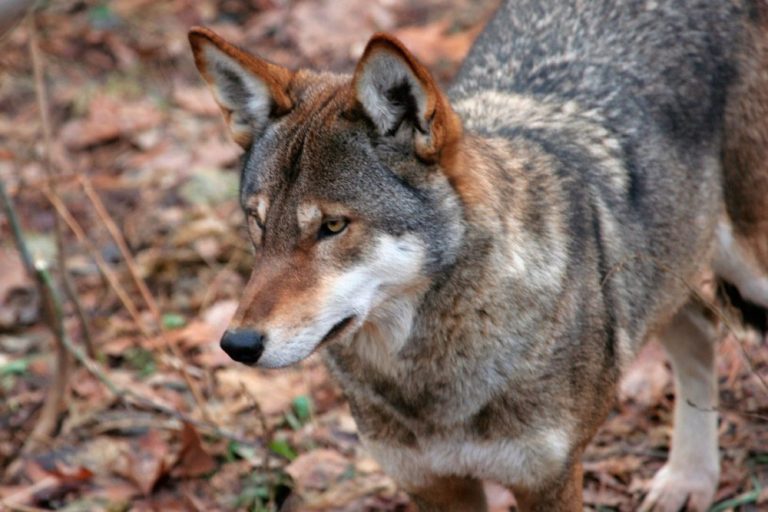 Buscan salvar nuevamente al lobo rojo en Estados Unidos