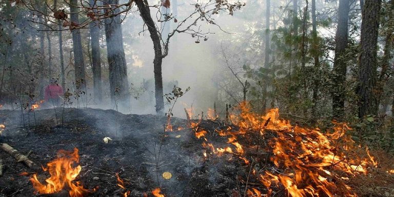 Reportan autoridades 59 incendios forestales activos en 15 estados