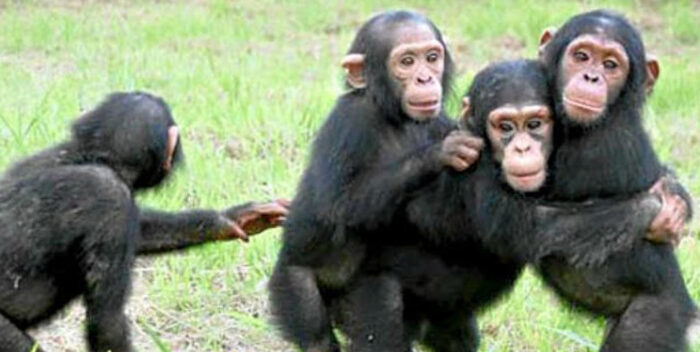 Los chimpancés muestran mayor diversidad de comportamiento en entornos variables