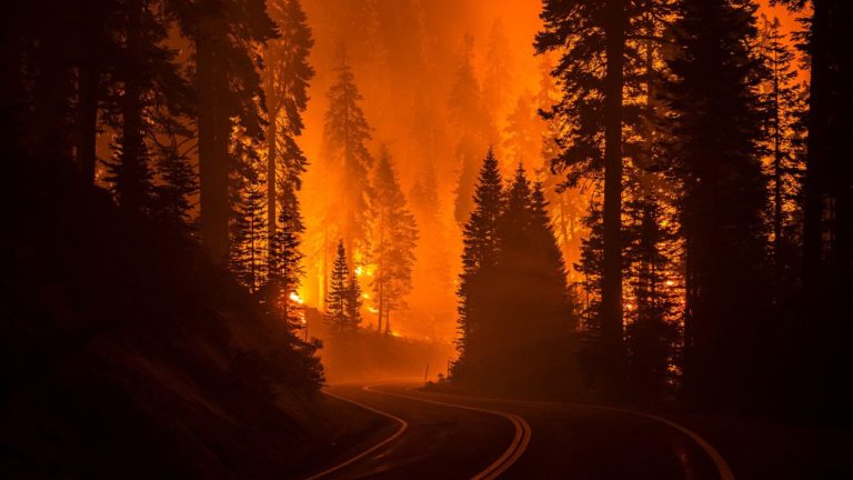 Aumentará la frecuencia y devastación de incendios forestales en el mundo