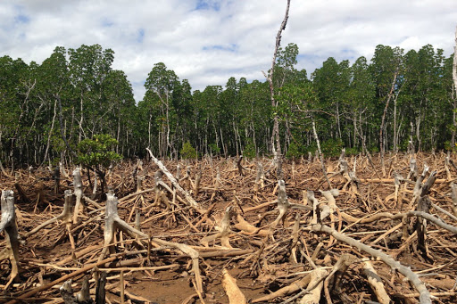 Se esperan cambios ecológicos permanentes por degradación forestal del Amazonas