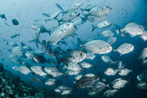 Cadáveres de peces llevan el mercurio de la contaminación humana al fondo del mar