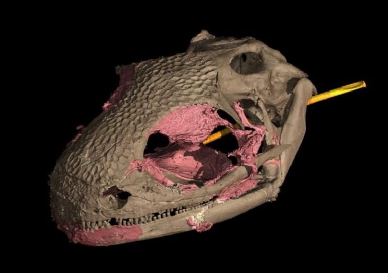 Un anfibio destrona al camaleón como primer vertebrado con lengua proyectable