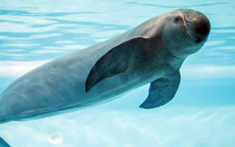 Intelectuales mexicanos exigen frenar la captura de la vaquita marina