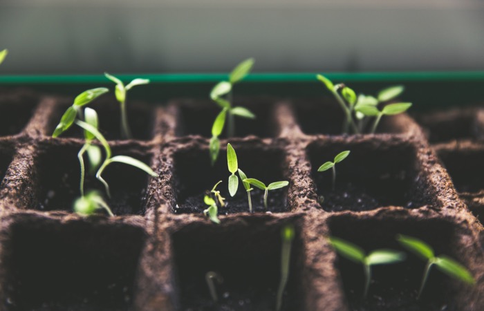 Granjas verticales con IA, una posible contribución para la seguridad alimentaria