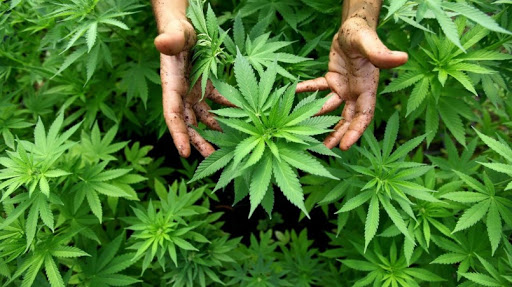 Cannabis podría ayudar a reducir la presión en adultos mayores con hipertensión