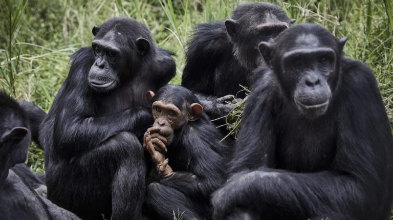 Los chimpancés, como los humanos, se unen ante las amenazas de otros grupos