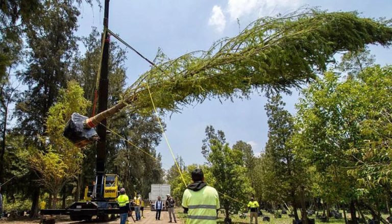 Ciudad de México recibe árbol que reemplazará emblemática palma en Reforma