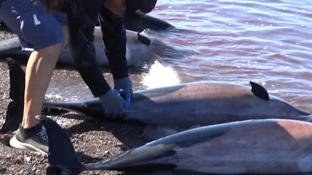 Unos 30 delfines mueren varados en área costera del noroeste de México