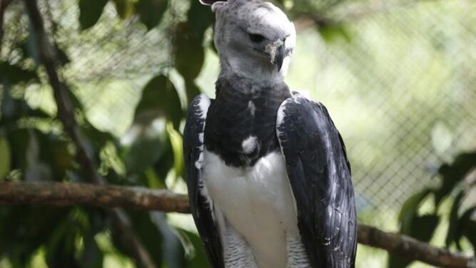 El águila harpía, el ave emblema de Panamá traficada en el mercado negro