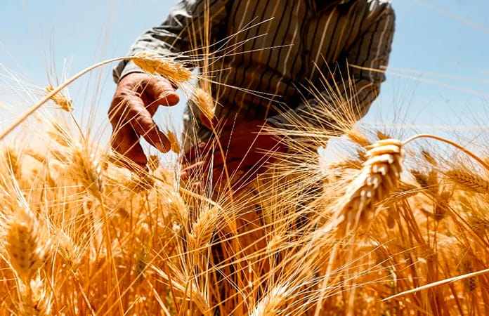 La falta de fertilizantes amarga el inicio de la cosecha en Nepal