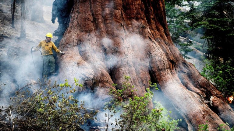 Un fuerte incendio amenaza las secuoyas en el parque de Yosemite en EEUU