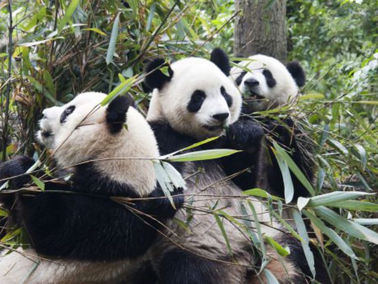 Los pandas evolucionaron para comer bambú hace unos seis millones de años